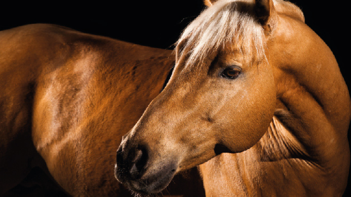 ¿Cómo cuidar la crin de tu caballo?