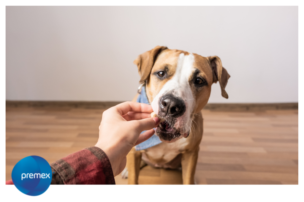 perro comiendo complejo vitamínico Supledog de Tienda Premex