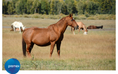 Optimizando la Salud Equina: La Importancia de los Minerales en la Nutrición de los Caballos